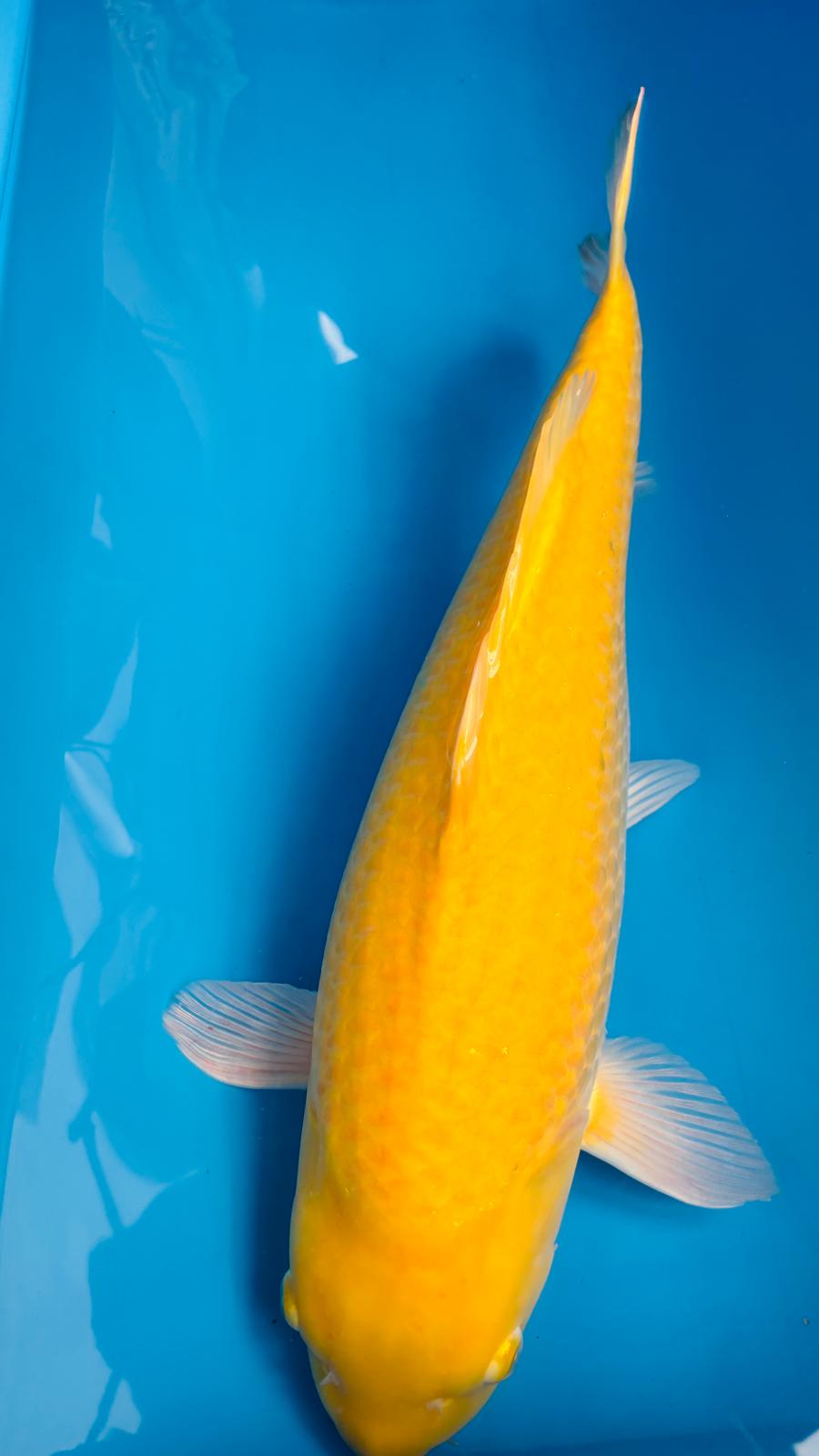 Karashigoi 403 - 62cm