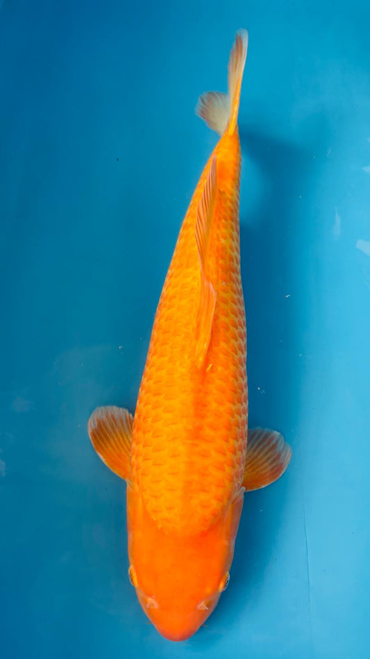 Karashigoi 404 - 55cm