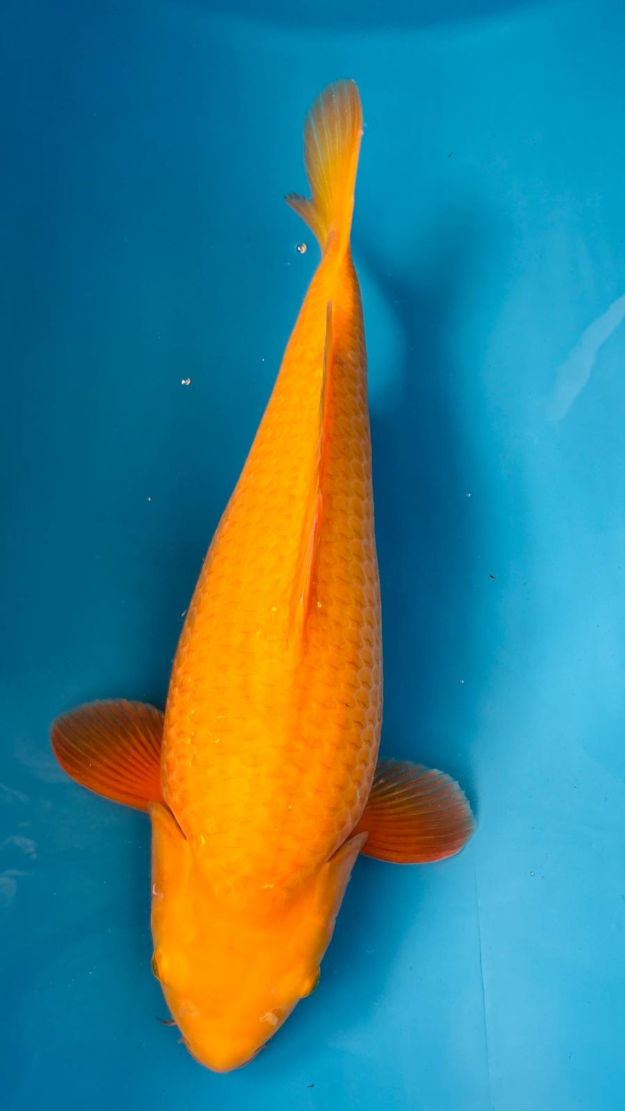 Karashigoi 405 - 55cm