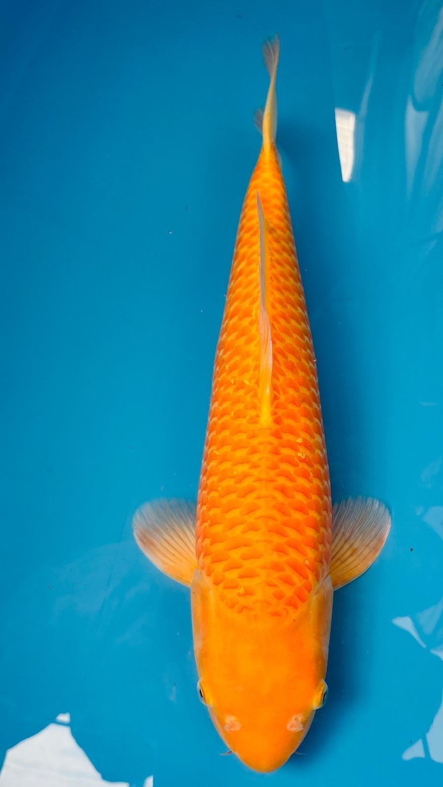 Karashigoi 406 - 55cm