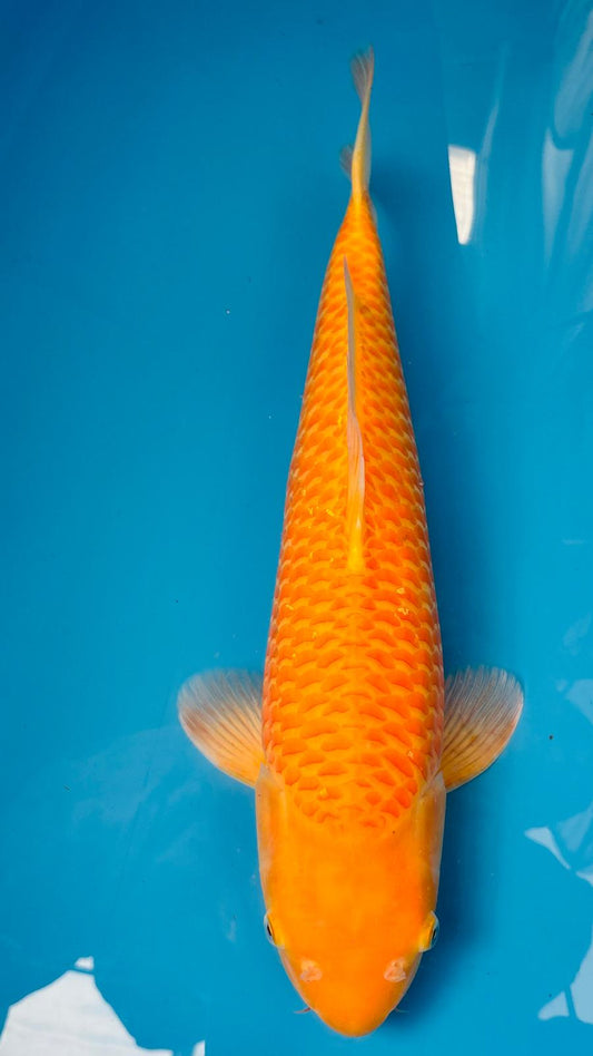 Karashigoi 406 - 55cm