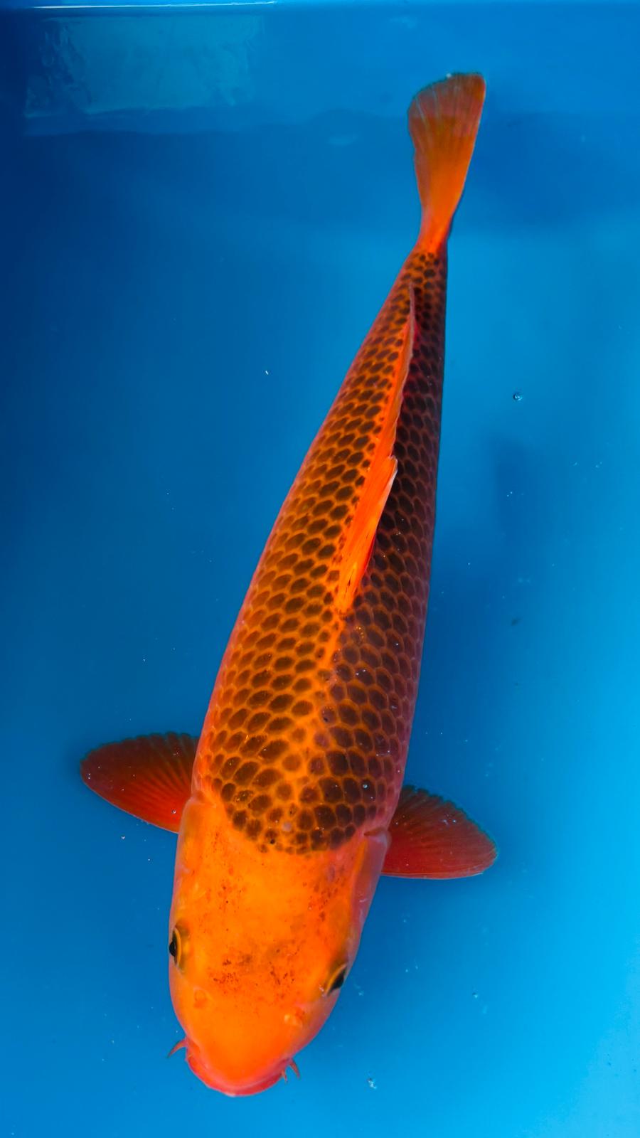 Aka Matsuba 403 - 47cm