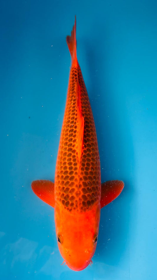 Aka Matsuba 404 - 43cm