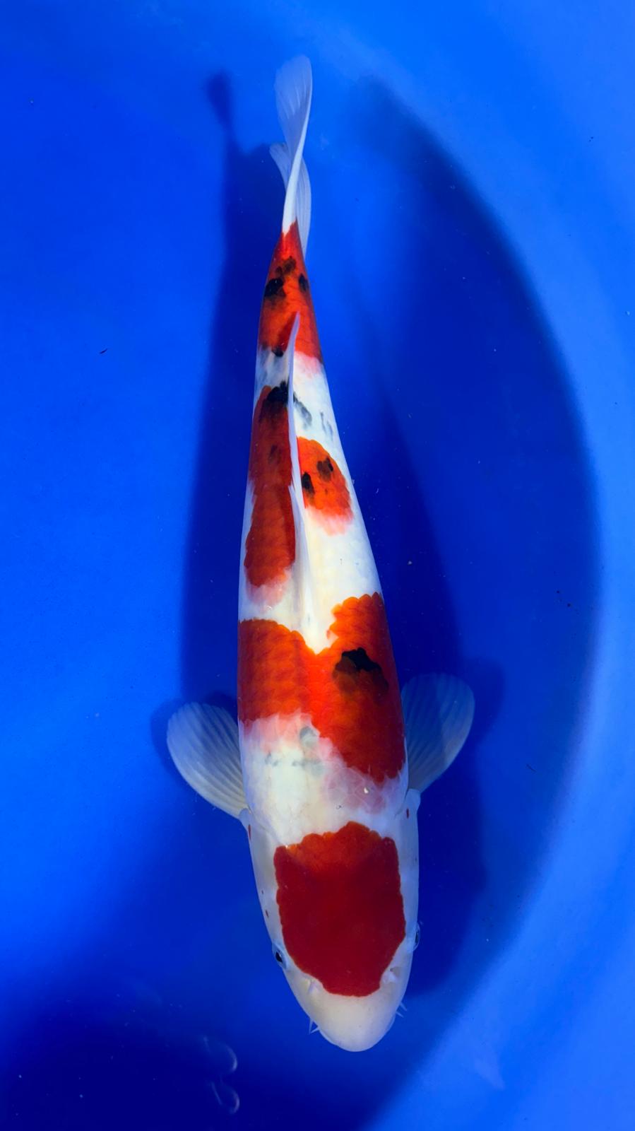Maruten Sanke 401 - 55cm