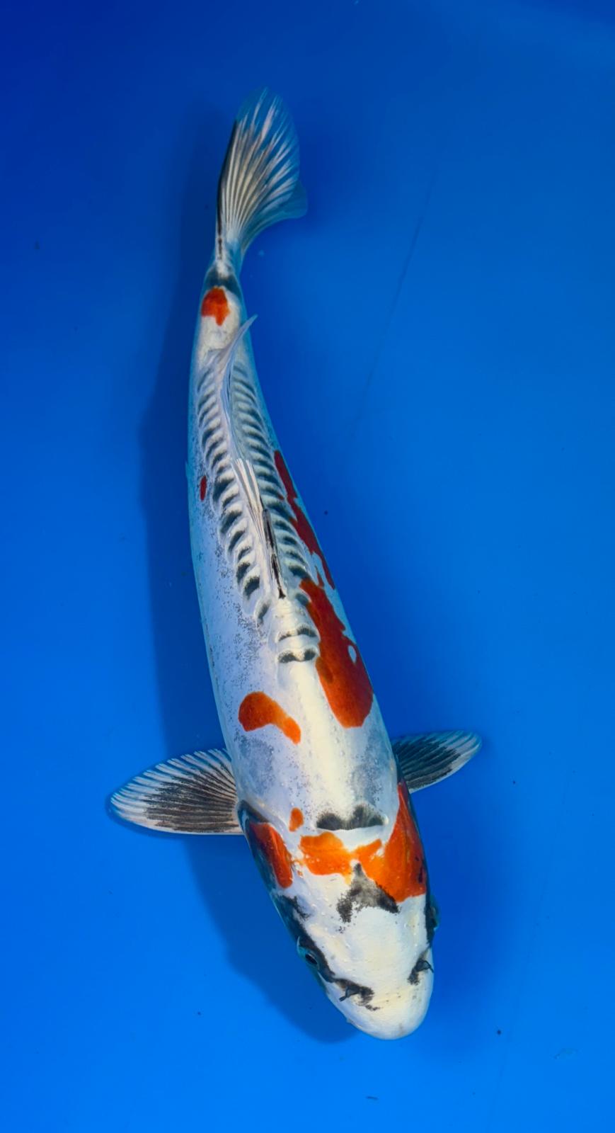 Beni Kikokuryu 416 - 36cm