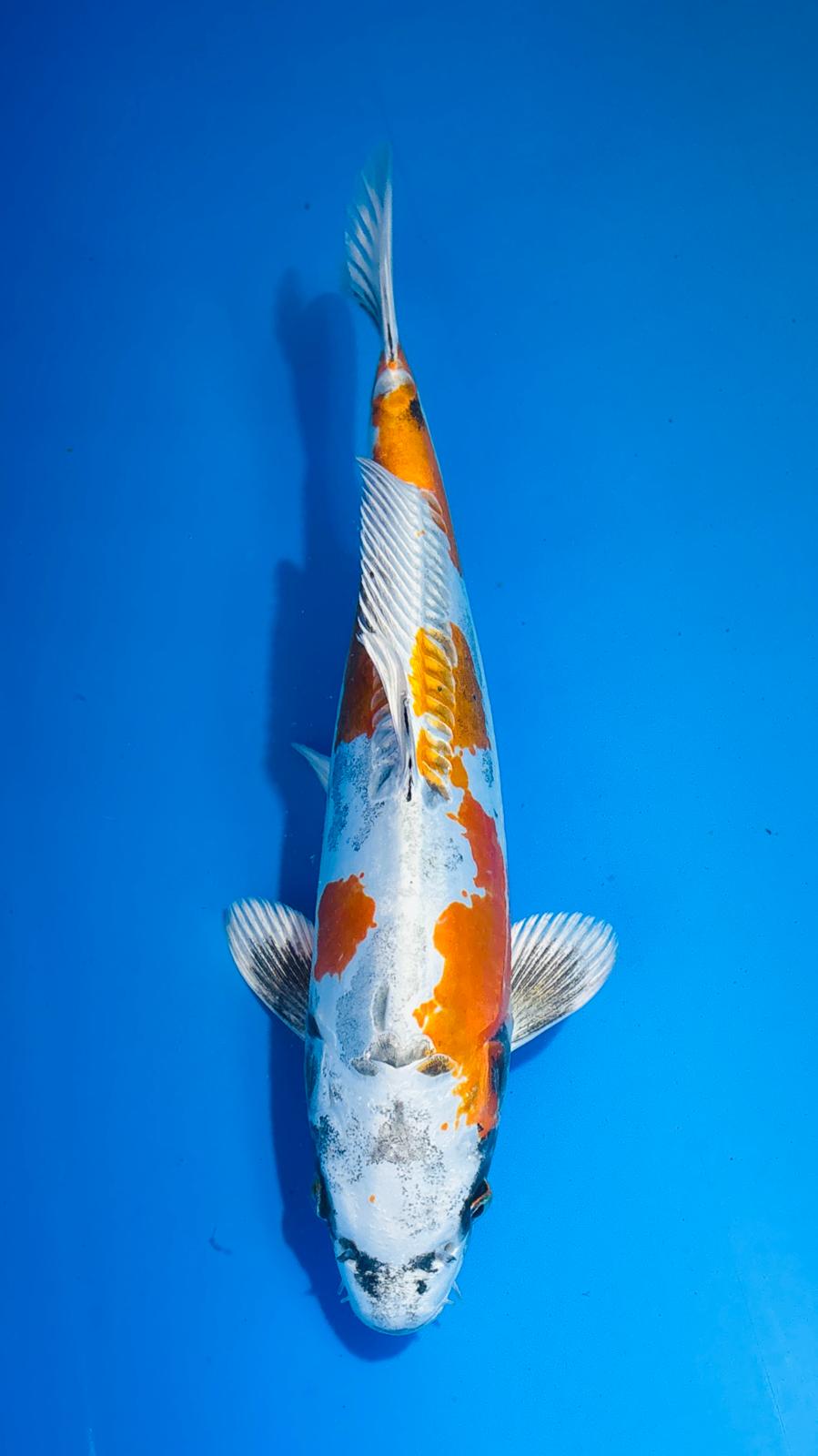 Beni Kikokuryu 418 - 35cm
