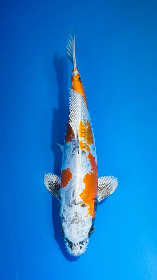 Beni Kikokuryu 418 - 35cm