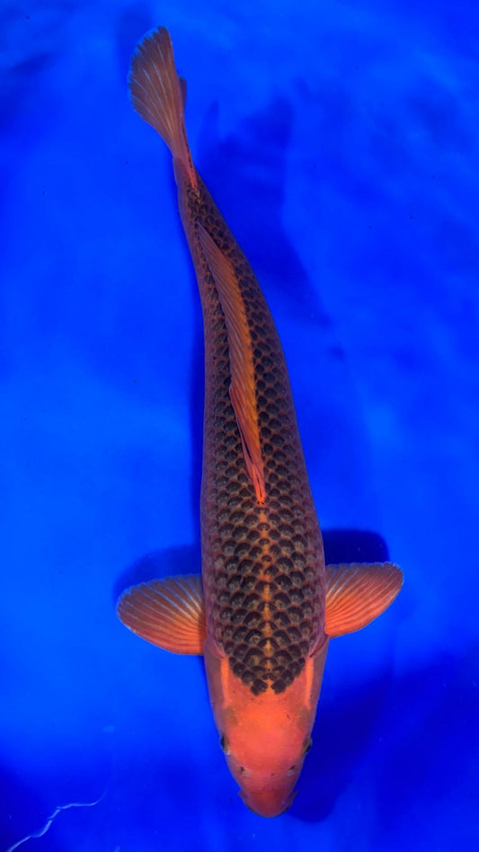 Aka Matsuba 401 - 55cm