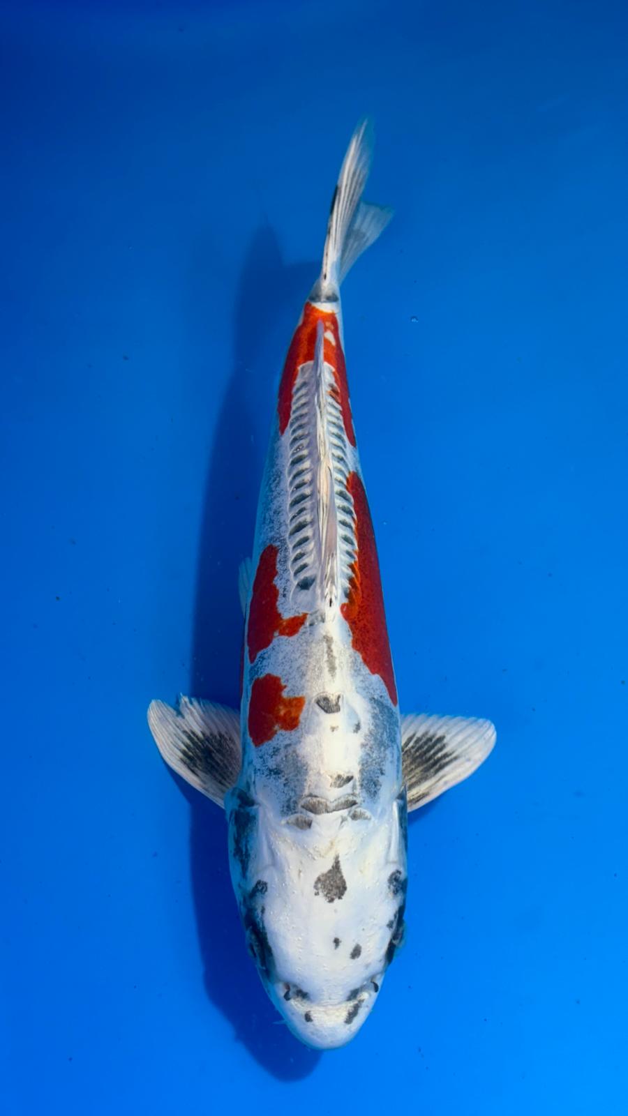 Beni Kikokuryu 421 - 36cm