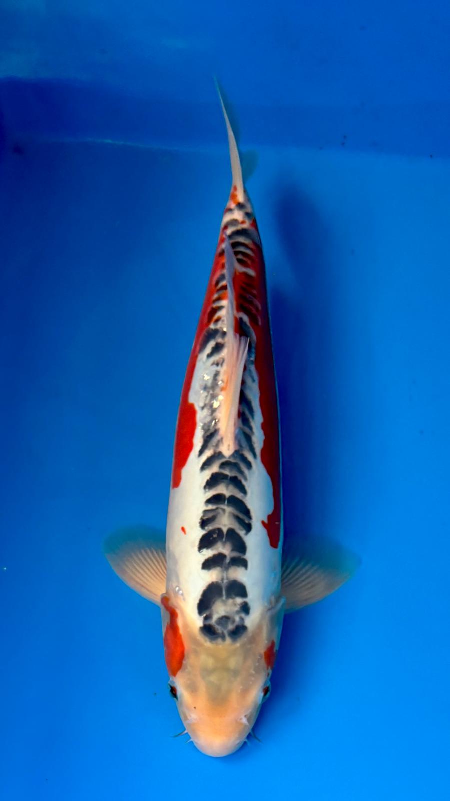 Shusui 404 - 38cm