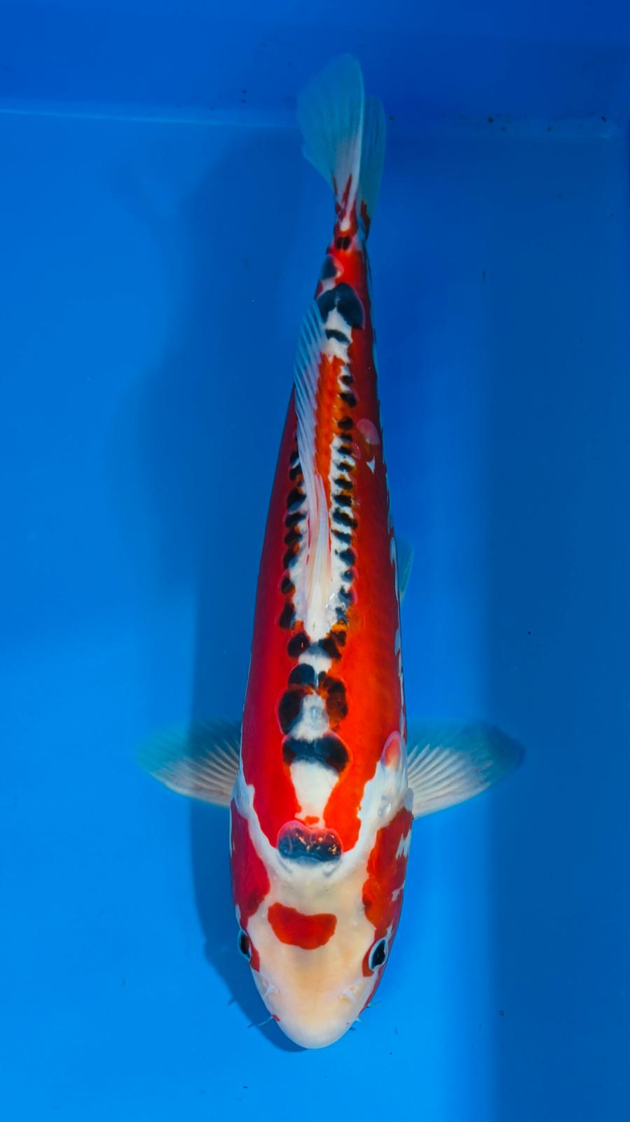 Shusui 406 - 35cm