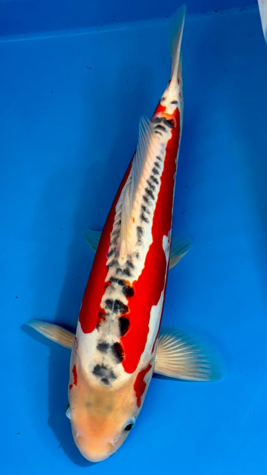 Shusui 411 - 35cm