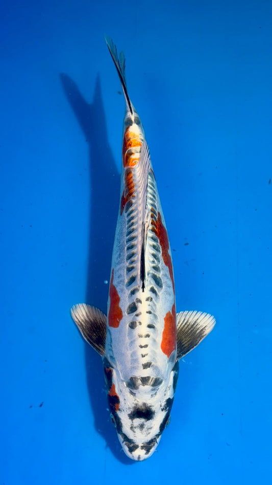 Beni Kikokuryu 422 - 37cm