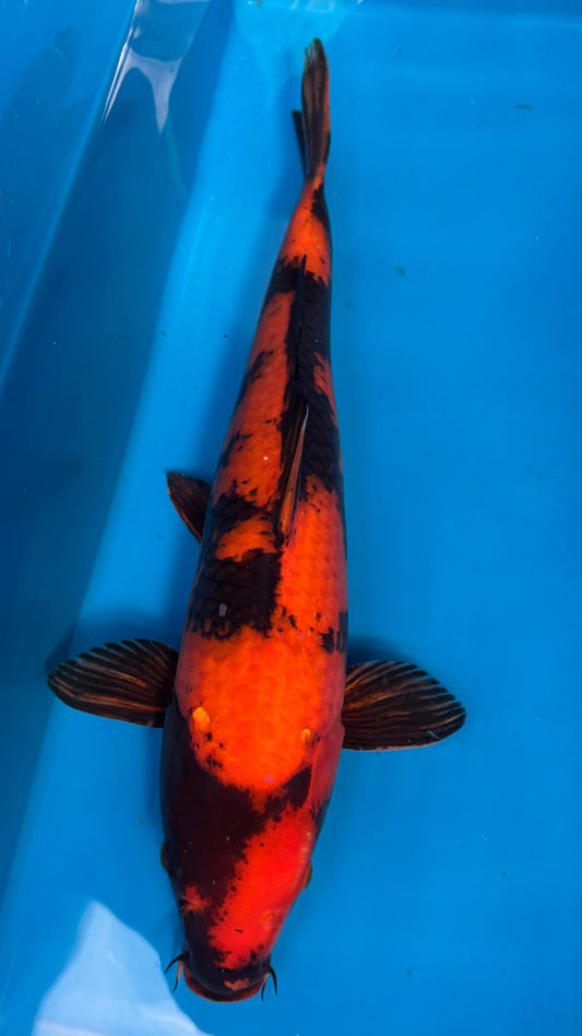 Hi Utsuri 401 - 46cm