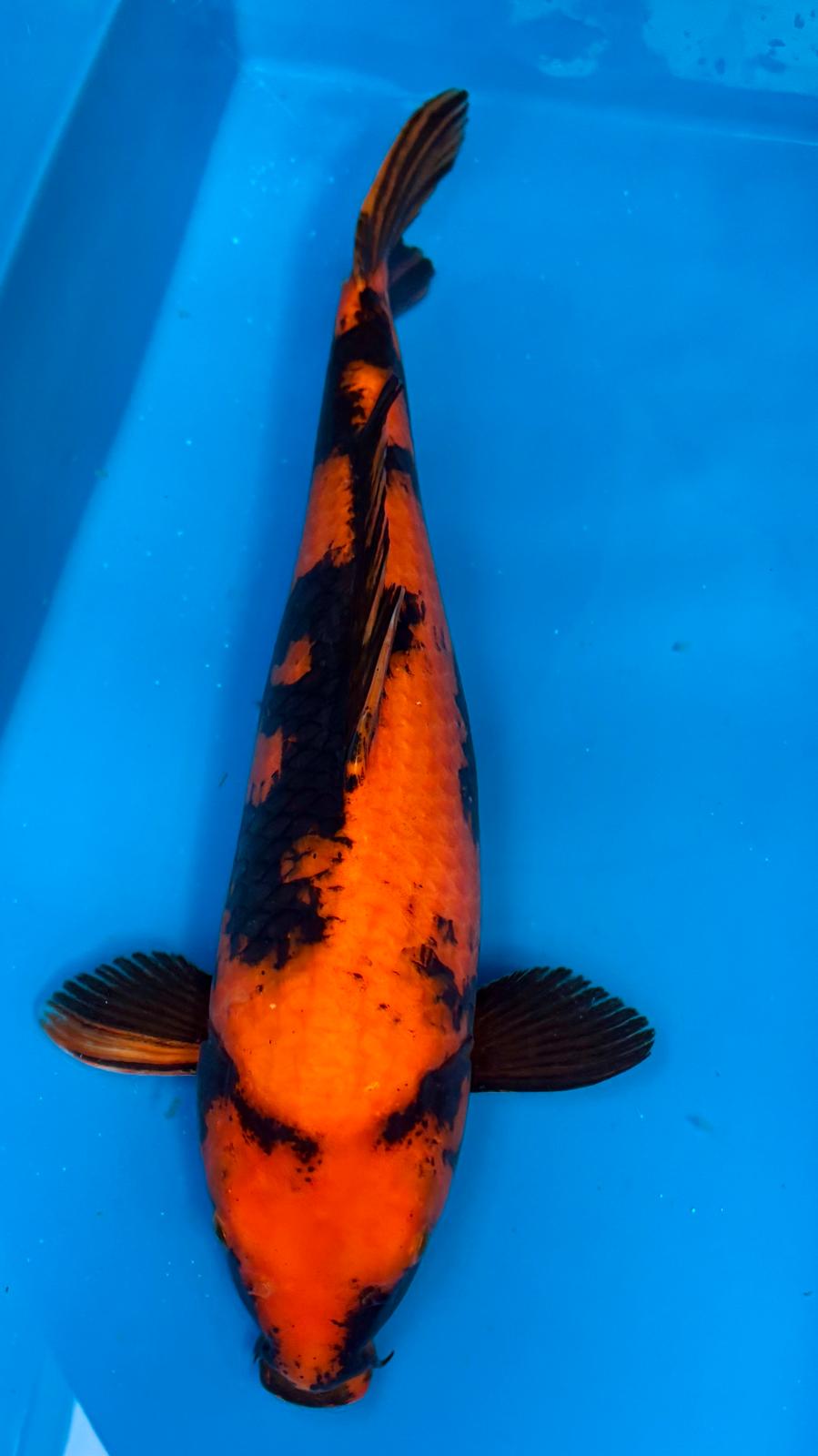 Hi Utsuri 402 - 48cm