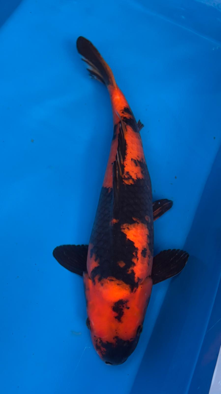 Hi Utsuri 403 - 46cm