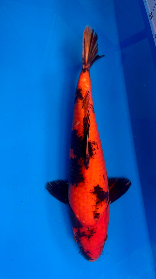 Hi Utsuri 405 - 43cm