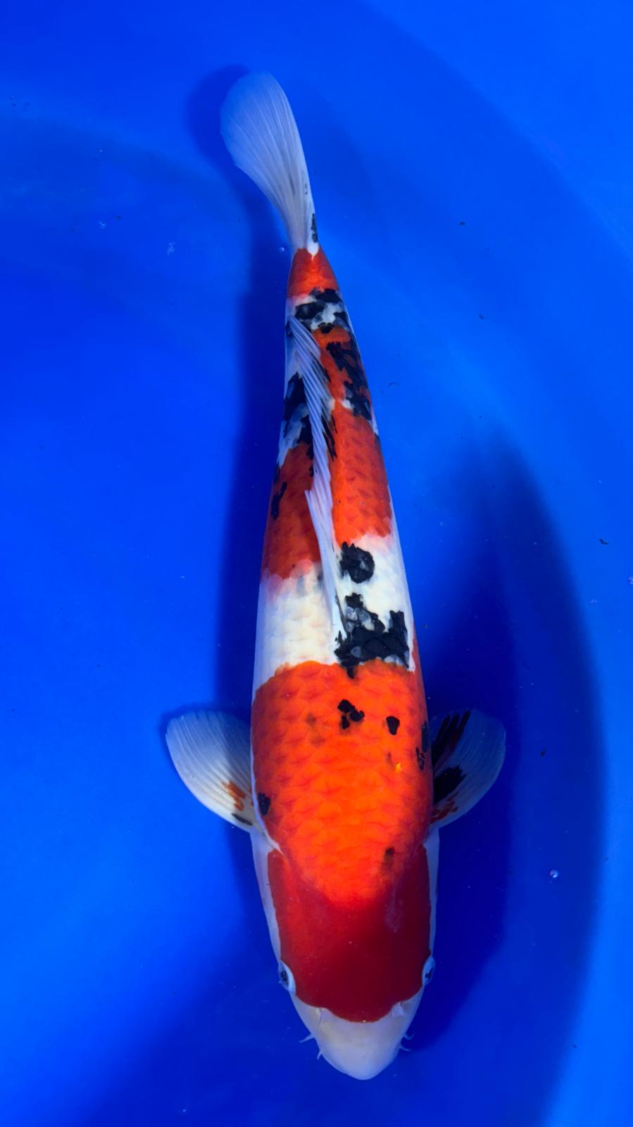 Sanke 405 - 56cm