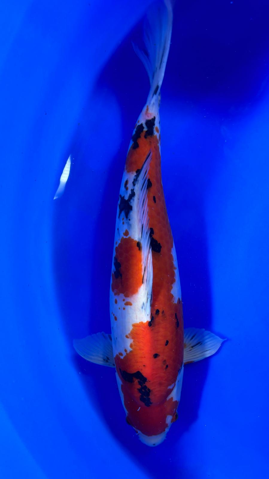 Sanke 406 - 55cm