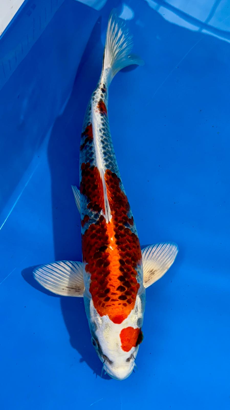 Red Kujaku 801 - 35cm