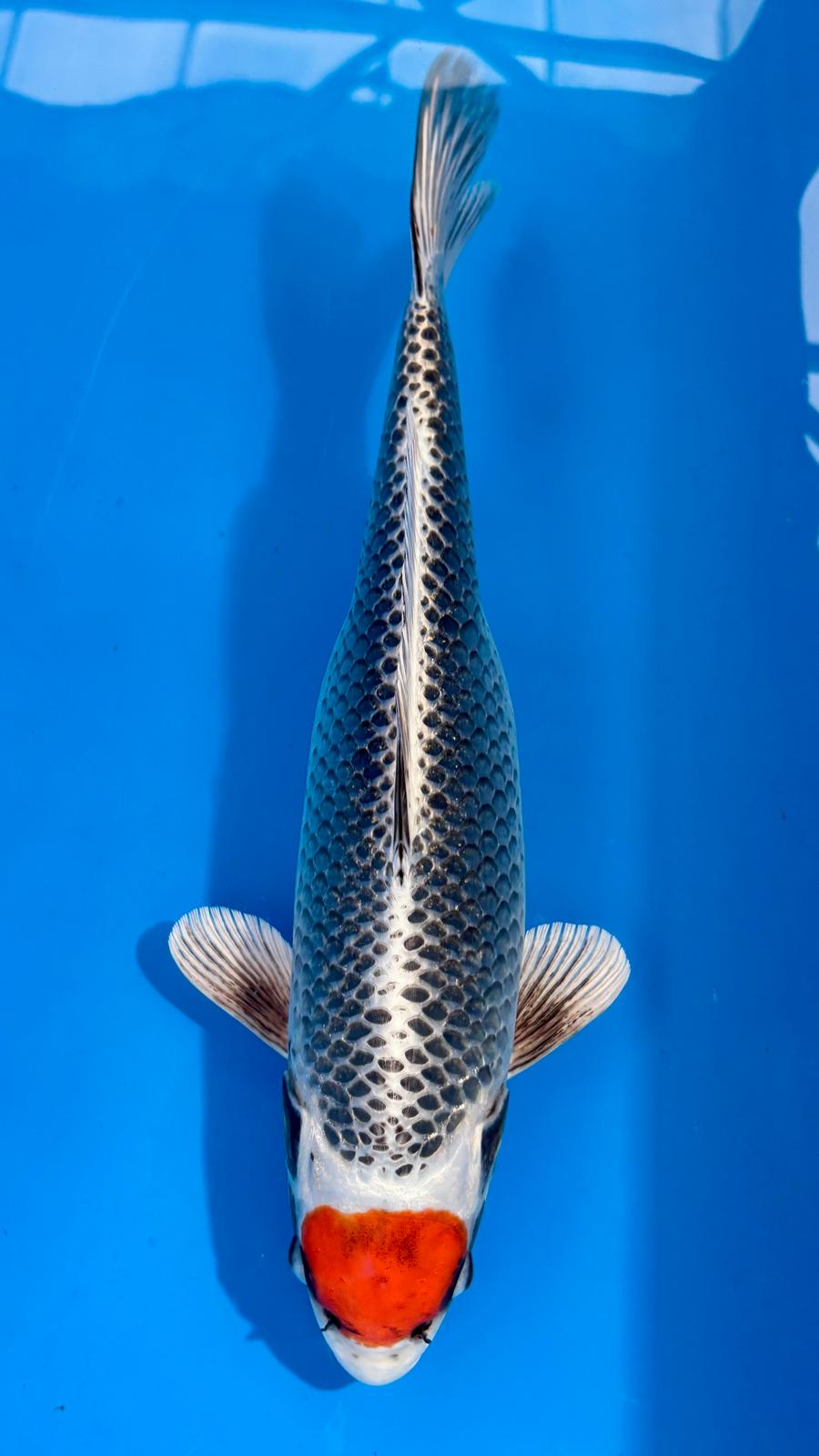 Tancho Kujaku 405 - 42cm