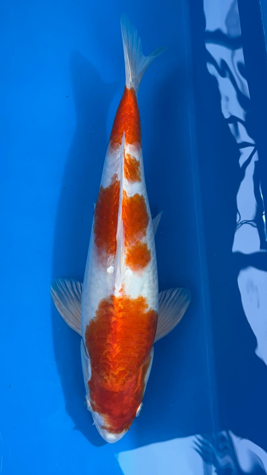 Orange-Hariwake 401 - 40cm