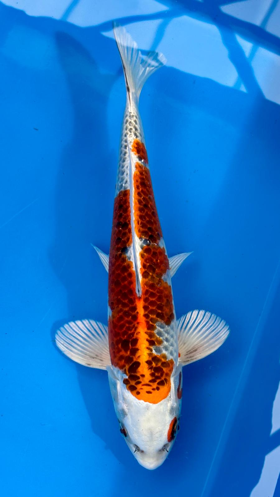 Kujaku 801 - 42cm