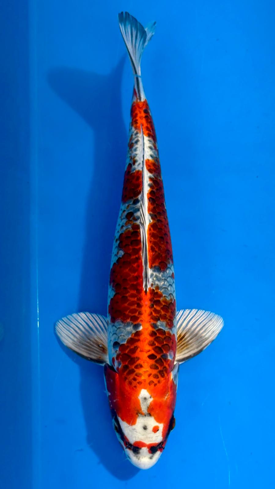 Red Kujaku 802 - 43cm