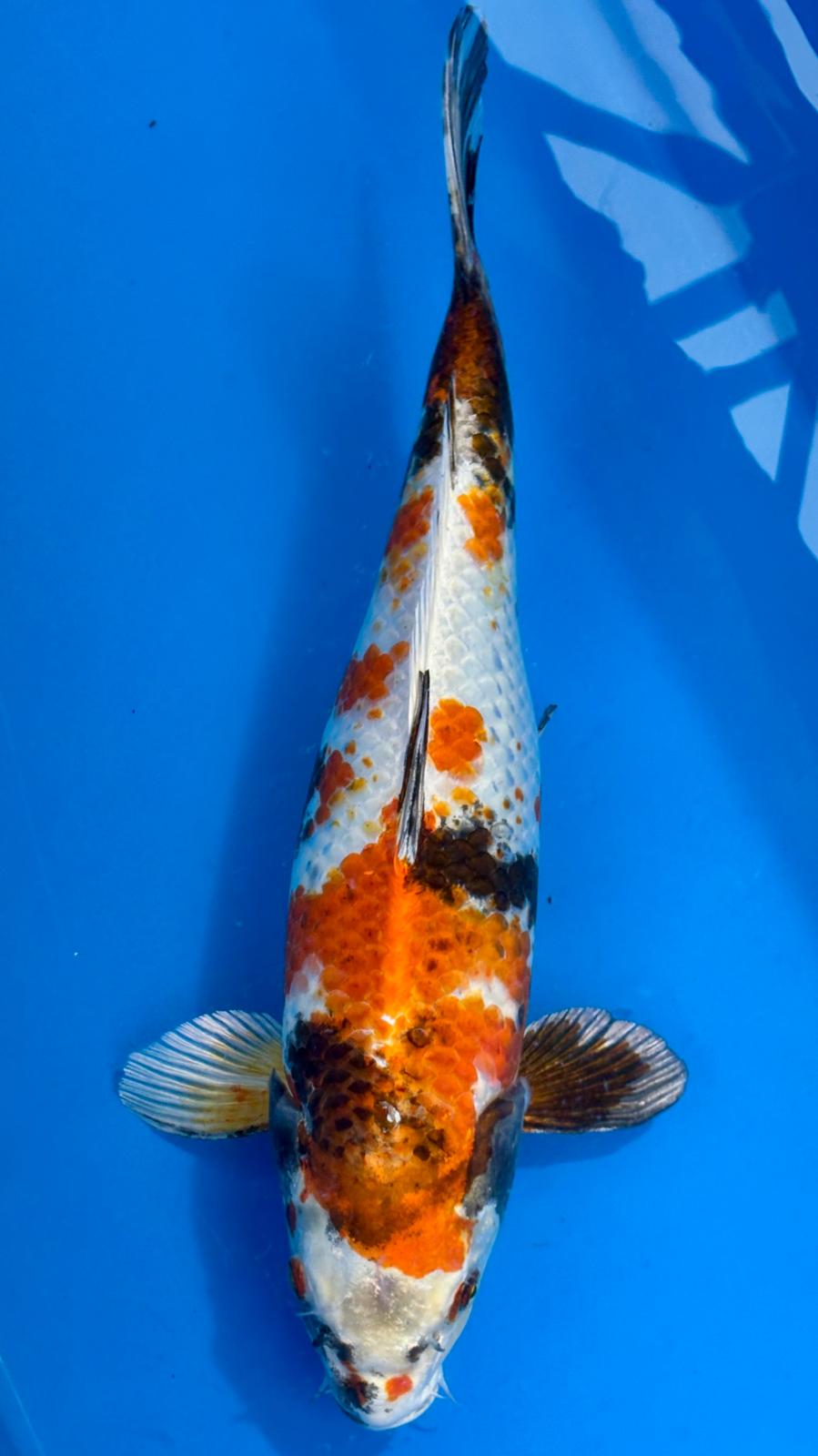 Kin Showa 802 - 43cm