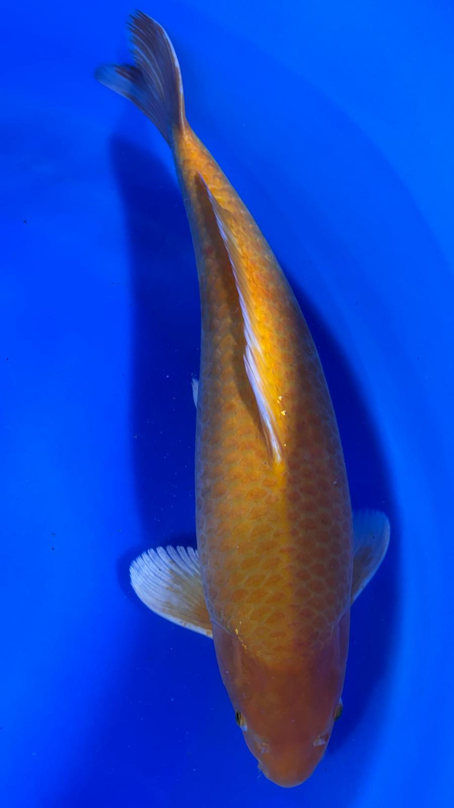 Karashigoi 401 - 62cm