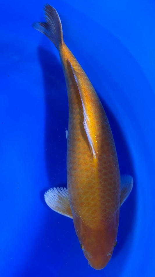 Karashigoi 401 - 62cm