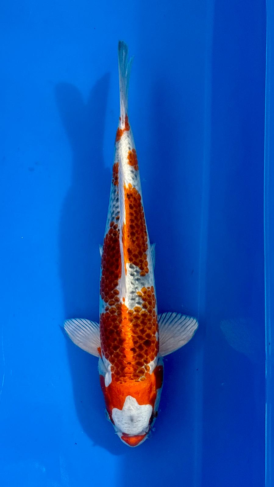 Red Kujaku 805 - 43cm
