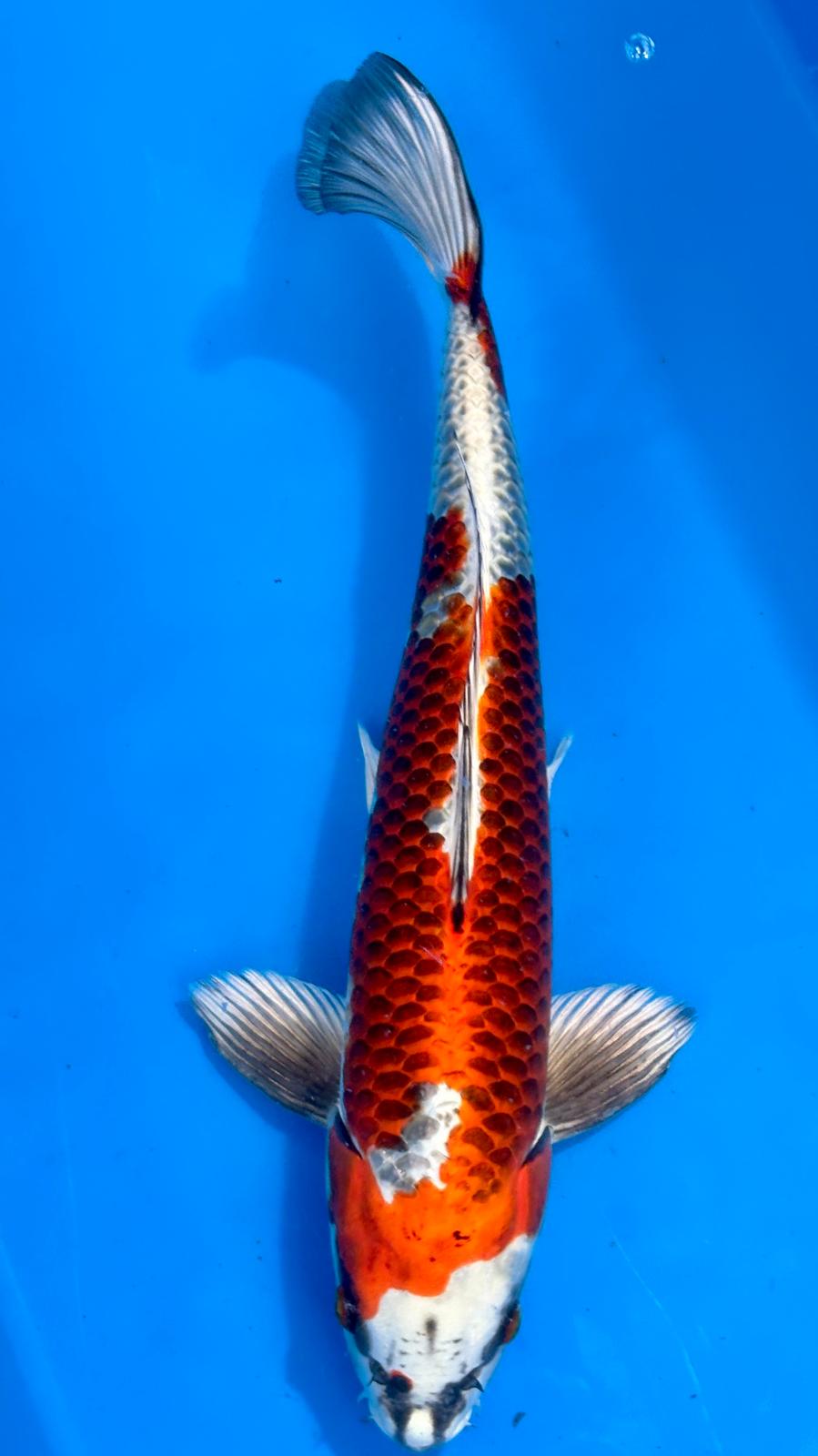 Kujaku 802 - 42cm
