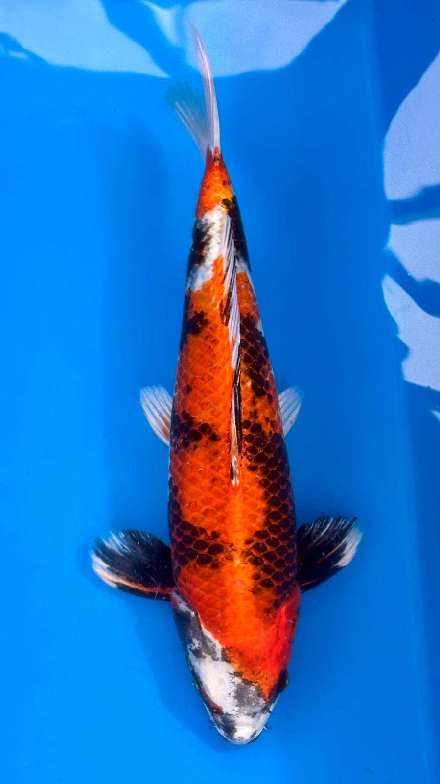 Kin Showa 803 - 40cm